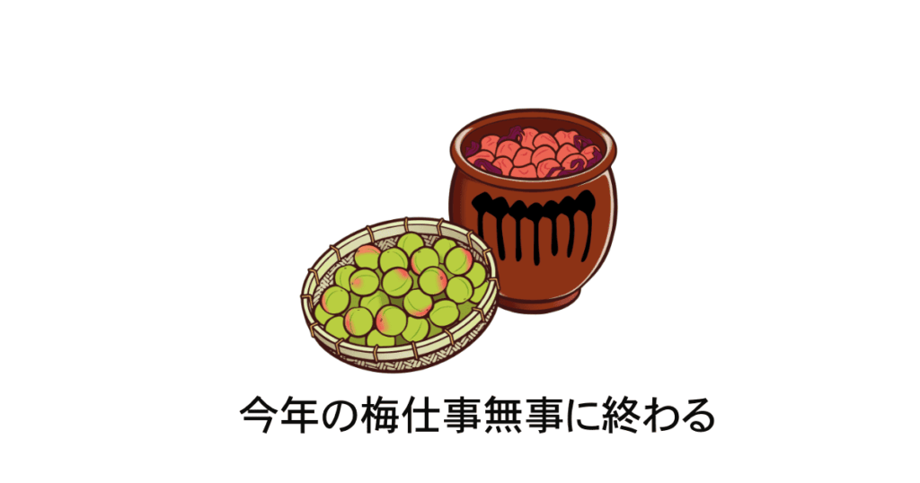 梅仕事　梅を干す