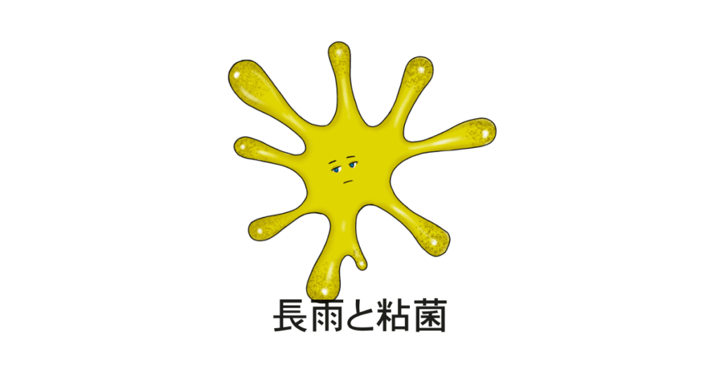 粘菌